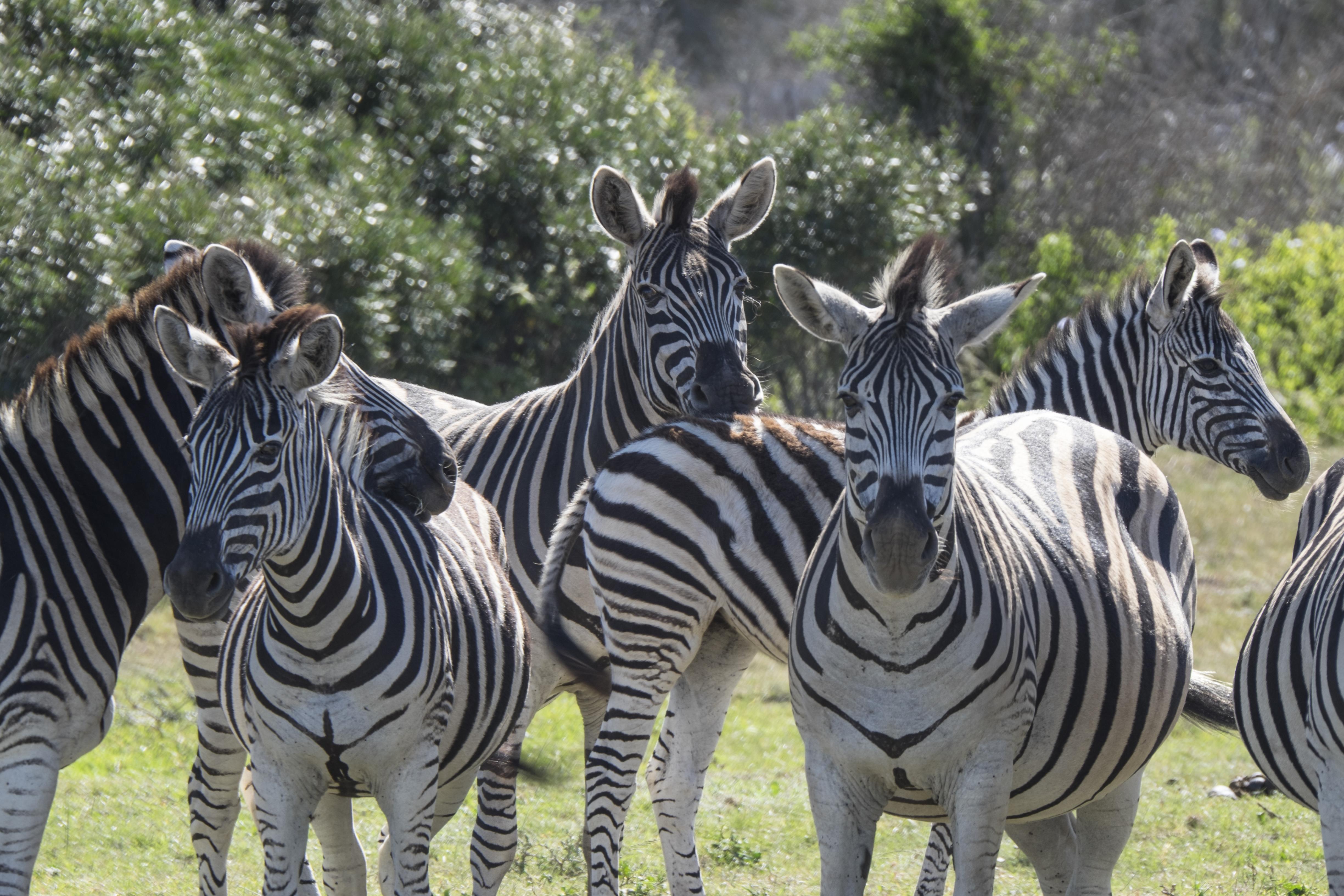 Sibuya Game Reserve And Lodge Kenton on Sea Buitenkant foto